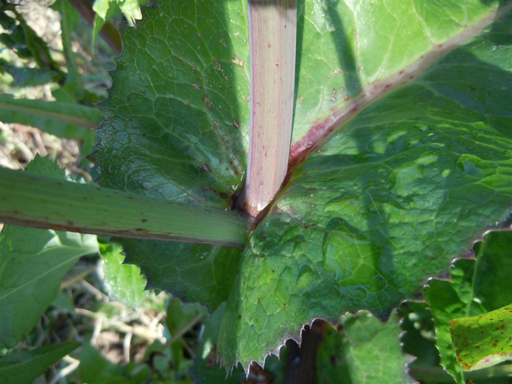 Pianta sul lago D''Averno - Sonchus cfr. tenerrimus